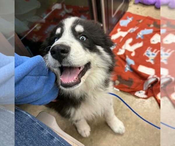 Medium Photo #4 Mutt Puppy For Sale in Canton, CT, USA