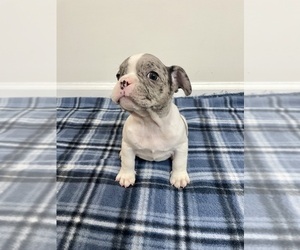 French Bulldog Puppy for sale in CHARLESTON, SC, USA