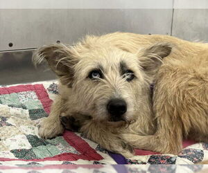 Mutt Dogs for adoption in San Bernardino, CA, USA