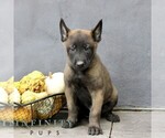 Rascal - Male Belgian Malinois Puppy for Sale - Photo #4