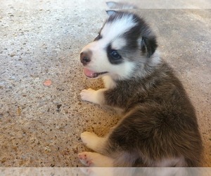 Siberian Husky-Timber Wolf Mix Puppy for sale in BROWNSVILLE, TX, USA