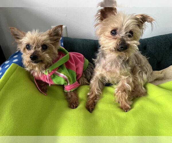 Medium Photo #2 Mutt Puppy For Sale in Allentown,, PA, USA