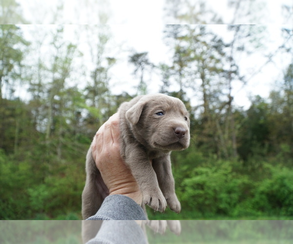 Medium Photo #7 Labrador Retriever Puppy For Sale in GREENEVILLE, TN, USA