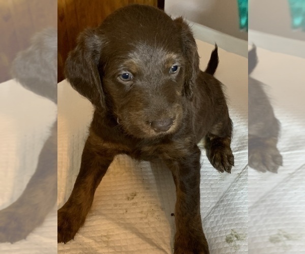 Medium Photo #10 Labradoodle Puppy For Sale in DEEPWATER, MO, USA