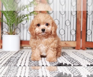 Poochon Puppy for sale in NAPLES, FL, USA
