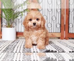 Poochon Puppy for sale in NAPLES, FL, USA