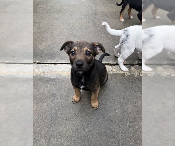 Medium Photo #2 Catahoula Leopard Dog-Unknown Mix Puppy For Sale in Elmsford, NY, USA
