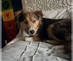 Small #5 Collie Mix