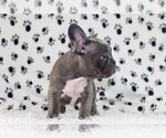 Small Photo #2 French Bulldog Puppy For Sale in JUPITER, FL, USA