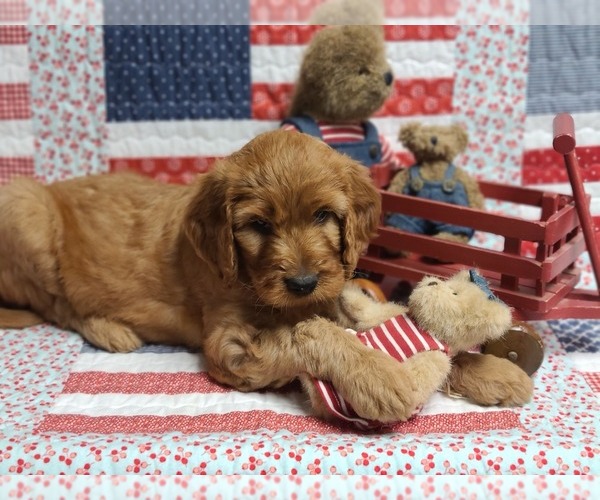 Medium Photo #1 Irish Doodle Puppy For Sale in PRINCEVILLE, IL, USA