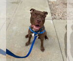 Small #1 American Pit Bull Terrier