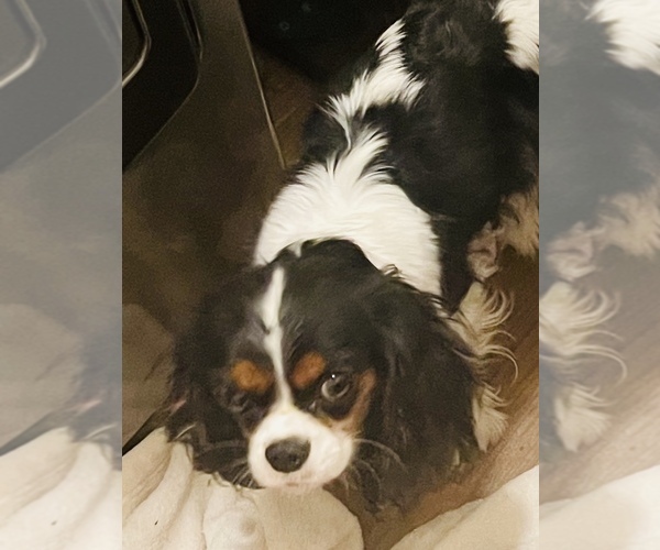 Medium Photo #1 Cavalier King Charles Spaniel Puppy For Sale in HELOTES, TX, USA