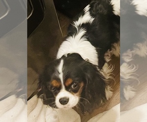 Mother of the Cavalier King Charles Spaniel puppies born on 09/24/2022