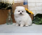Small Photo #8 Pomeranian Puppy For Sale in LOS ANGELES, CA, USA