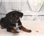 Small German Shepherd Dog Mix