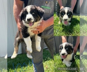 Australian Shepherd Puppy for sale in BOUTON, IA, USA