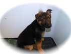 Small Photo #3 German Shepherd Dog Puppy For Sale in HAMMOND, IN, USA