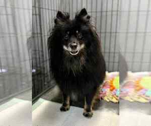 Pomeranian Dogs for adoption in Holly Springs, NC, USA