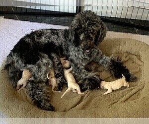 Mother of the Poodle (Standard) puppies born on 07/10/2021