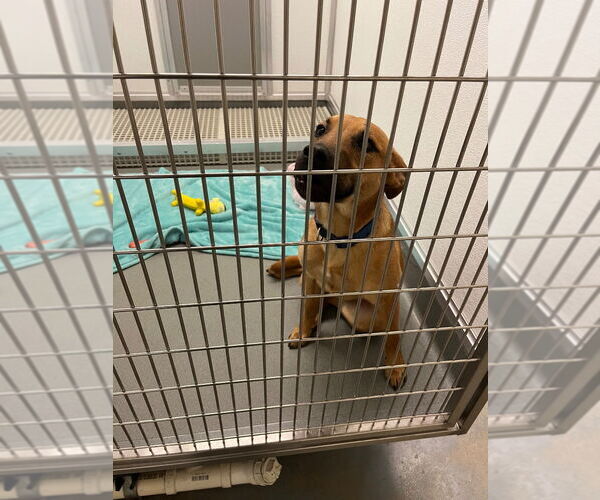 Medium Photo #2 Mutt Puppy For Sale in Bryant, AR, USA