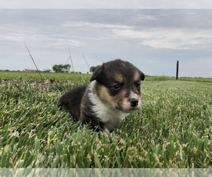 Pembroke Welsh Corgi Puppy for sale in ARTHUR, IL, USA