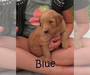 Goldendoodle Puppy for sale in PERRYSVILLE, OH, USA