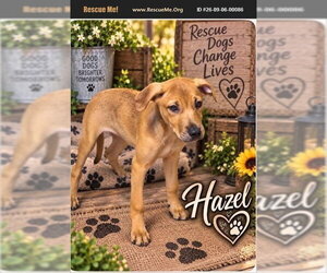 Labrador Retriever Dogs for adoption in Benton, PA, USA