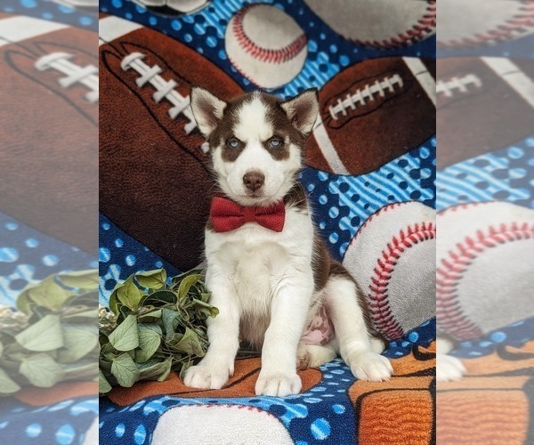 Medium Photo #1 Siberian Husky Puppy For Sale in QUARRYVILLE, PA, USA