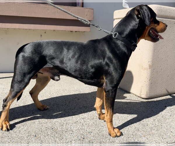 Medium Photo #4 Rotterman Puppy For Sale in Lake Elsinore, CA, USA