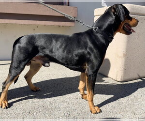 Chongers - Male Rotterman Dog for Adoption - Photo #4