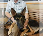 Small #1 German Shepherd Dog
