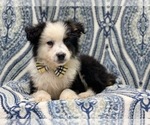 Small Photo #10 Australian Shepherd Puppy For Sale in LAKELAND, FL, USA