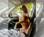 Small Photo #6 Boxer Puppy For Sale in Dumont, NJ, USA