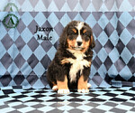 Puppy Jaxon Bernese Mountain Dog