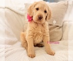 Small Labradoodle