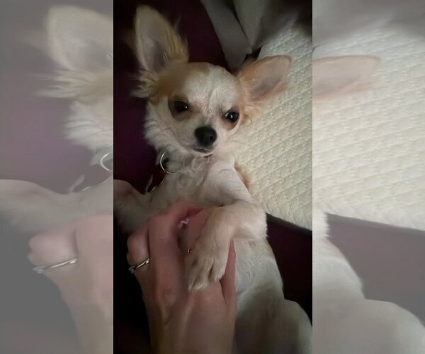 Medium Photo #4 Chihuahua-Unknown Mix Puppy For Sale in Grafton, WI, USA