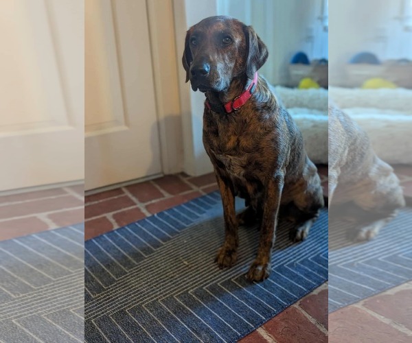 Medium Photo #1 Plott Hound-Unknown Mix Puppy For Sale in Mechanicsburg, PA, USA