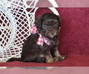 Shih-Poo Puppy for sale in FREDONIA, KY, USA
