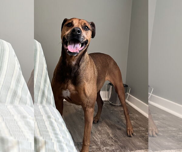 Medium Photo #2 Bullmastiff-German Shepherd Dog Mix Puppy For Sale in Lexington, SC, USA