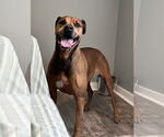 Small #1 Bullmastiff-German Shepherd Dog Mix