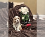 Small Photo #2 Cocker Spaniel Puppy For Sale in LAKE RIDGE, VA, USA