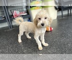 Small #10 Maltipoo