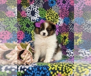 Pomeranian Puppy for sale in KIRKWOOD, PA, USA