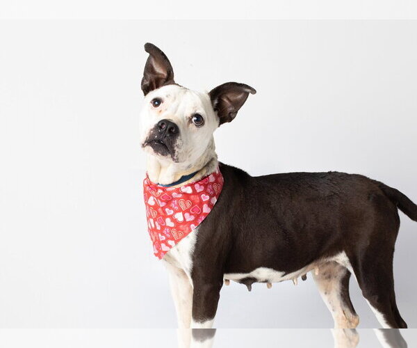 Medium Photo #3 Mutt Puppy For Sale in Jefferson, WI, USA