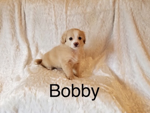 Medium Photo #1 Shiranian Puppy For Sale in LOS ANGELES, CA, USA