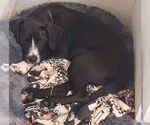 Small #10 Collie Mix