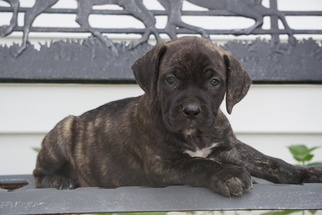 Boerboel Puppy for sale in FREDERICKSBURG, OH, USA