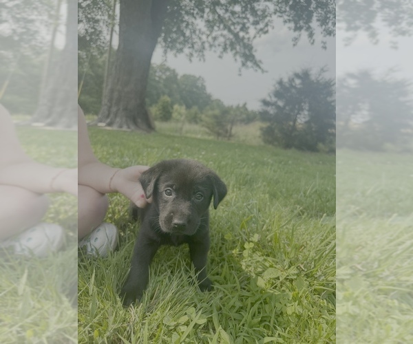 Medium Photo #1 Labrador Retriever Puppy For Sale in MONTICELLO, KY, USA