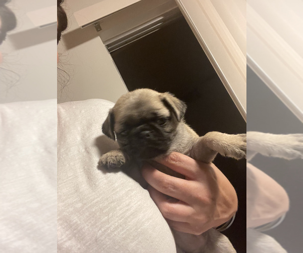 Medium Photo #4 Pug Puppy For Sale in LAKE MARY, FL, USA