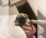 Small Photo #4 Pug Puppy For Sale in LAKE MARY, FL, USA